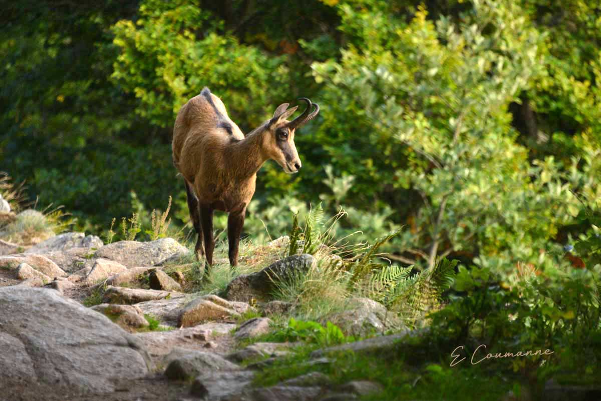 chamois de face